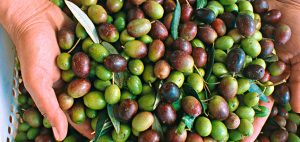 azeitona - Receitas da Tia Céu