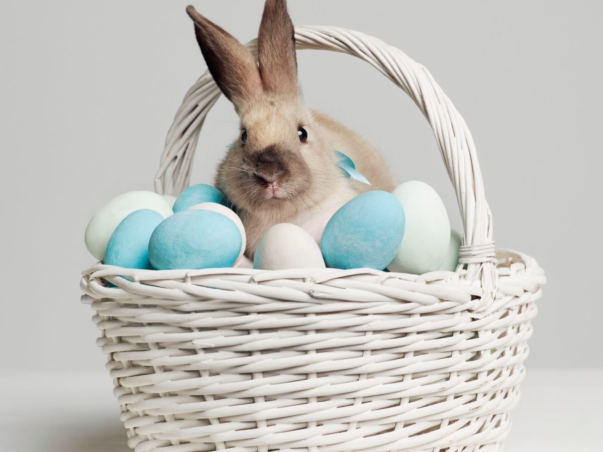 A história do Coelho da Páscoa